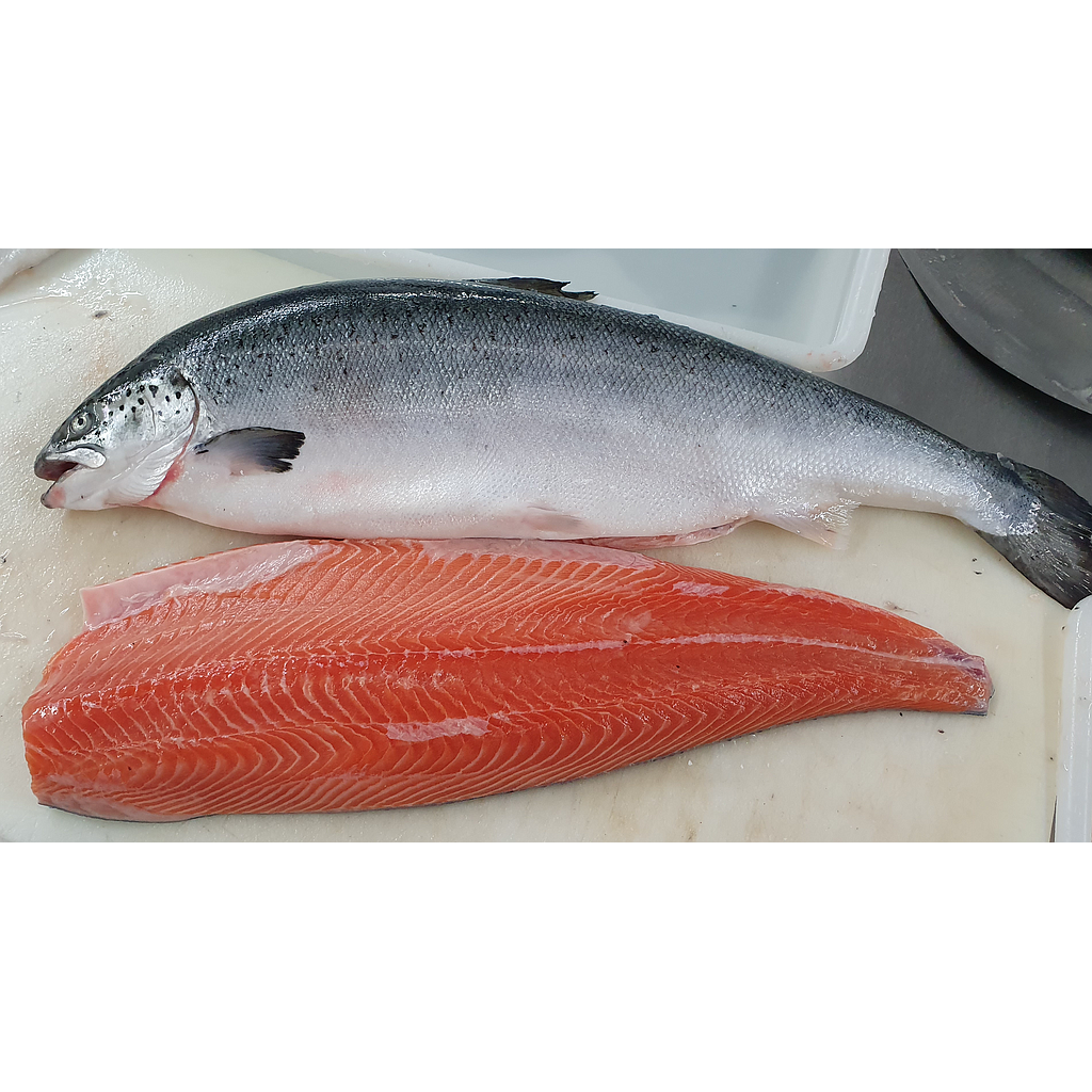 Salmon 3/4