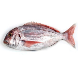 [7541] Pargo Vivero 2000/2500